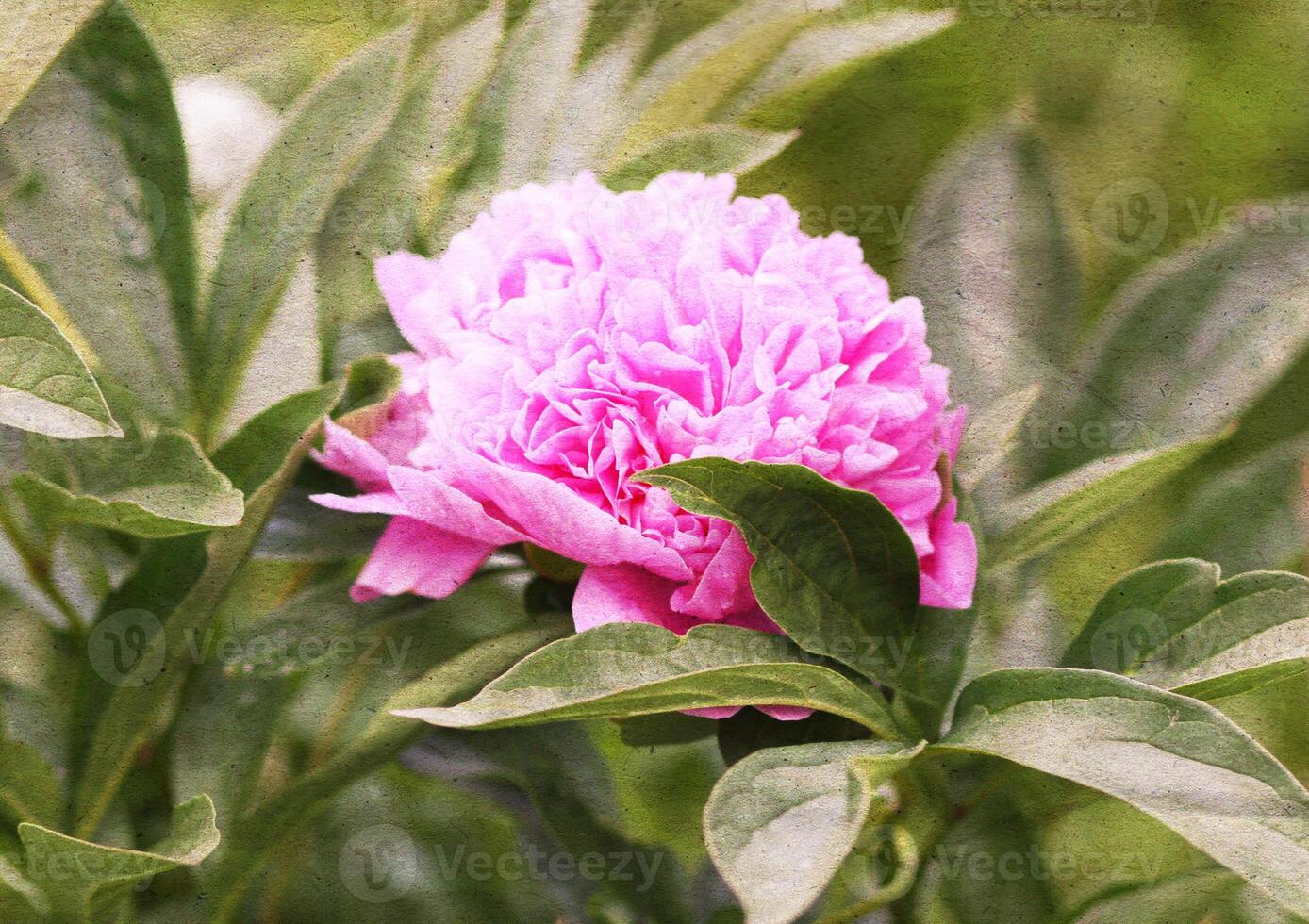 Retro background with beautiful peony flower and old paper texture overlay. photo