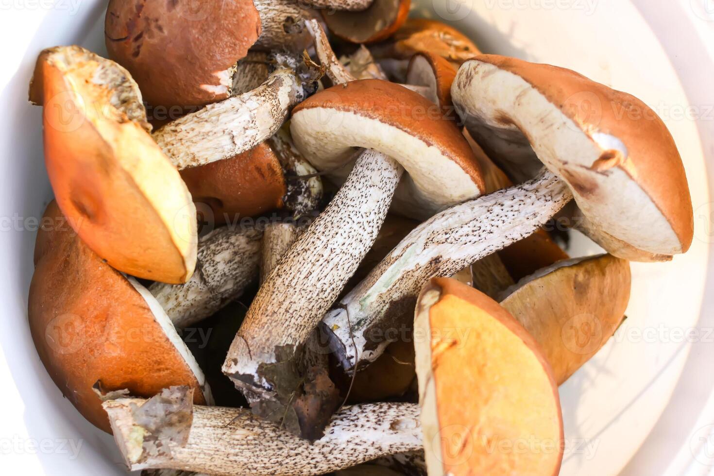 Freshly picked edible the orange-cup birch mushrooms photo