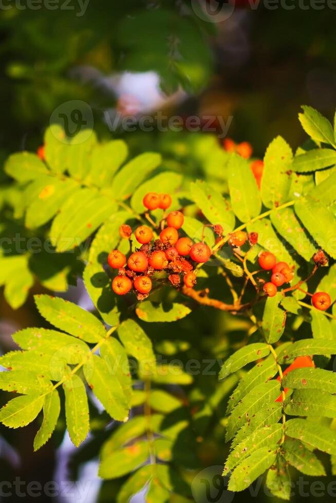 Bright ripe Rowan berries illuminated by the sunset sun beams photo