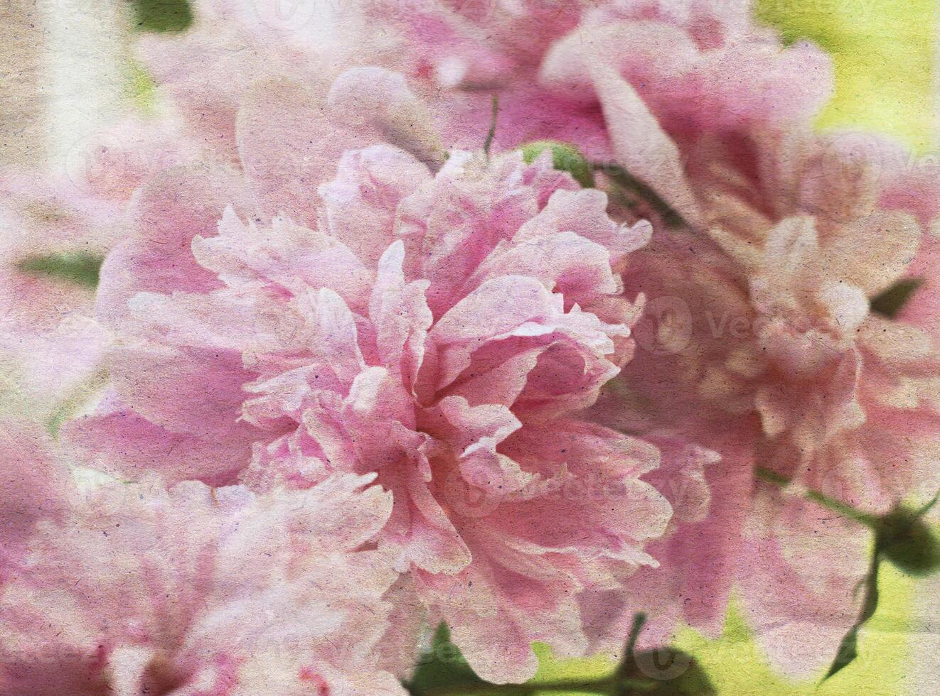 Retro background with beautiful peony flower and old paper texture overlay. photo