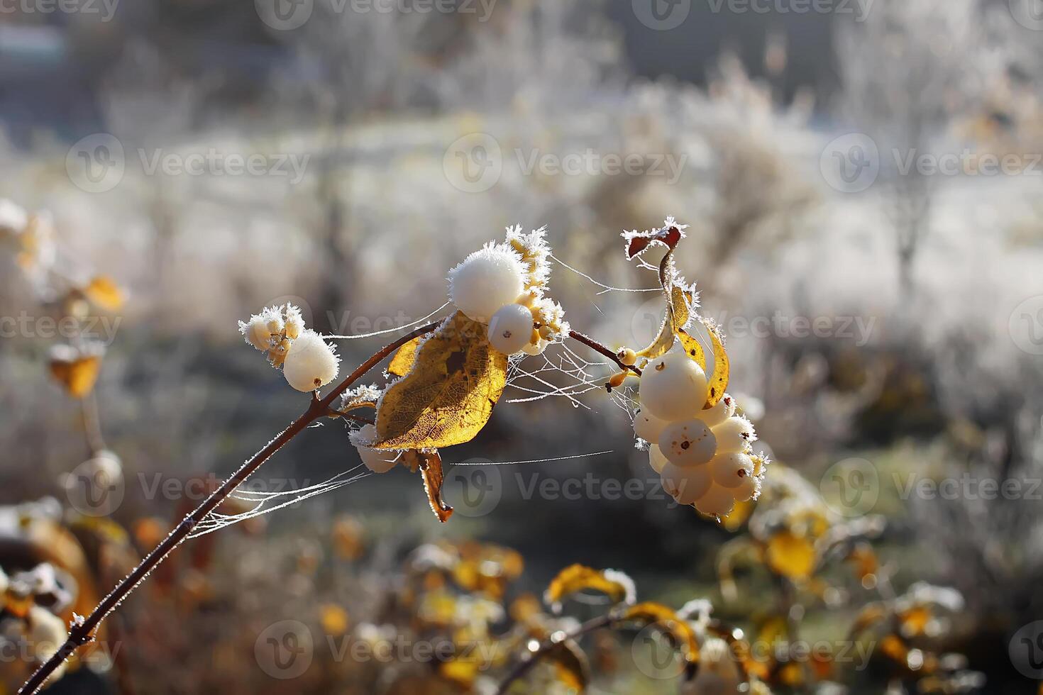 First frost in autumn park. Early morning in november. Wet branches in rime. photo