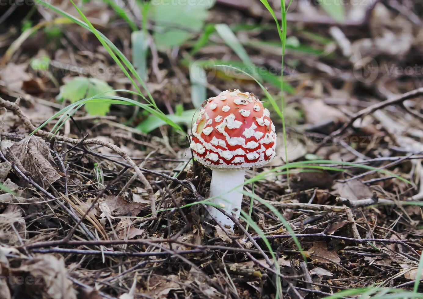 Autumn mushroom in wild forest. Fly Agaric mushroom or the Amanita muscaria photo