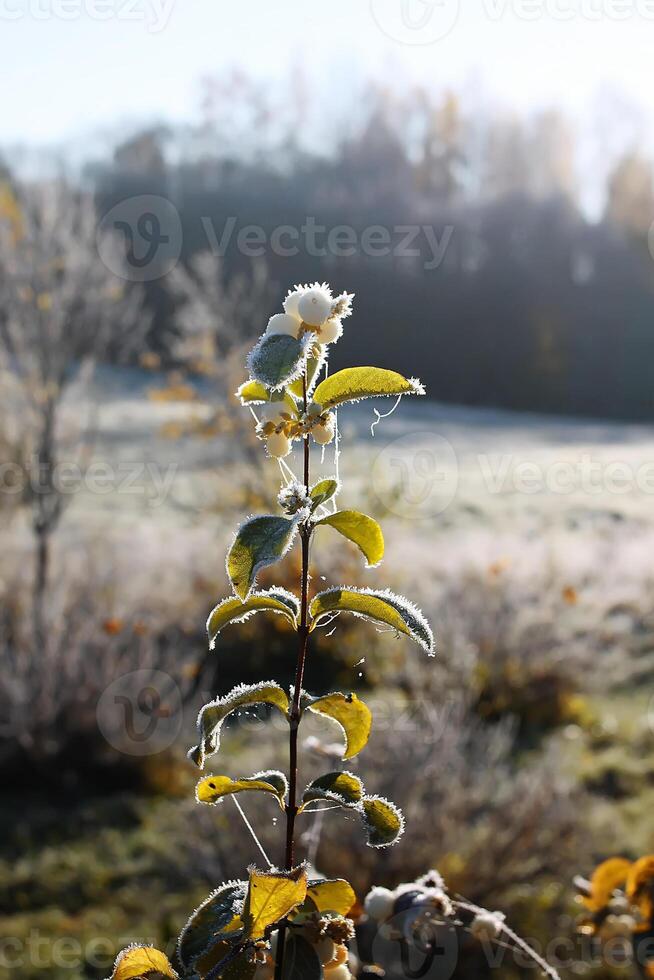 First frost in autumn park. Early morning in november. Wet branches in rime. photo