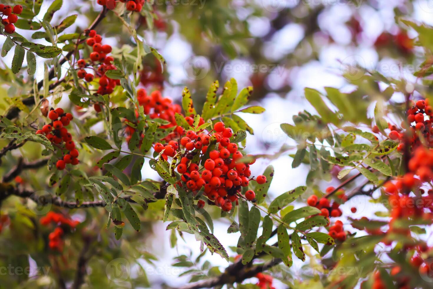 Bright ripe Rowan berries illuminated by the sunset sun beams photo