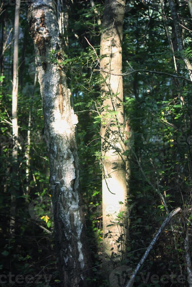 Tree branches in sunlight in summer forest. Light and shadows. Summer nature details. photo