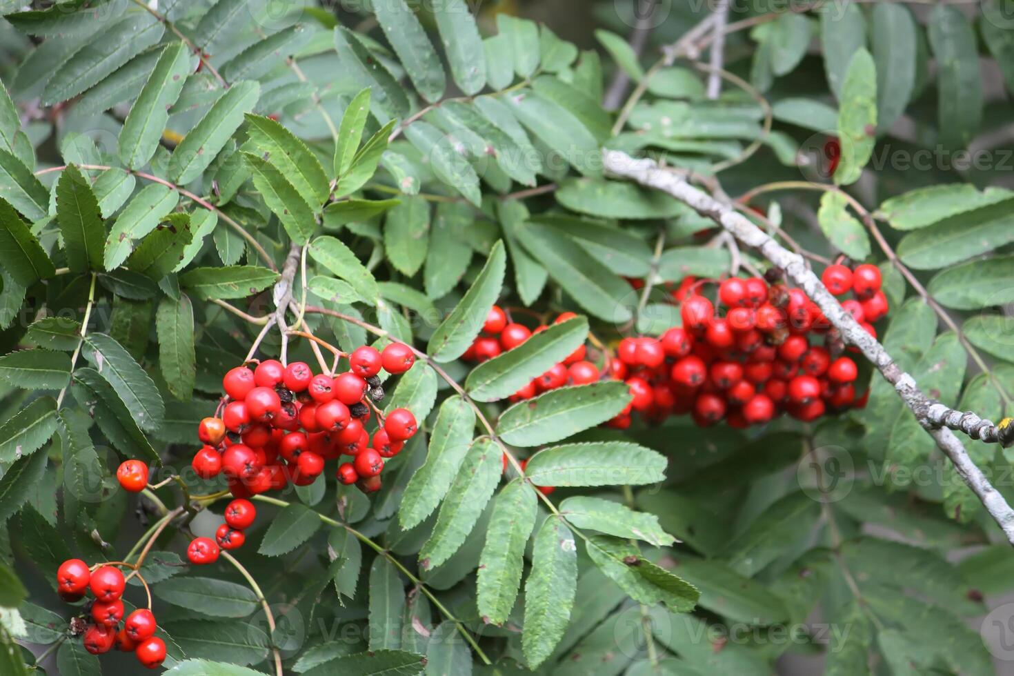 Ripe red Rowan berries photo
