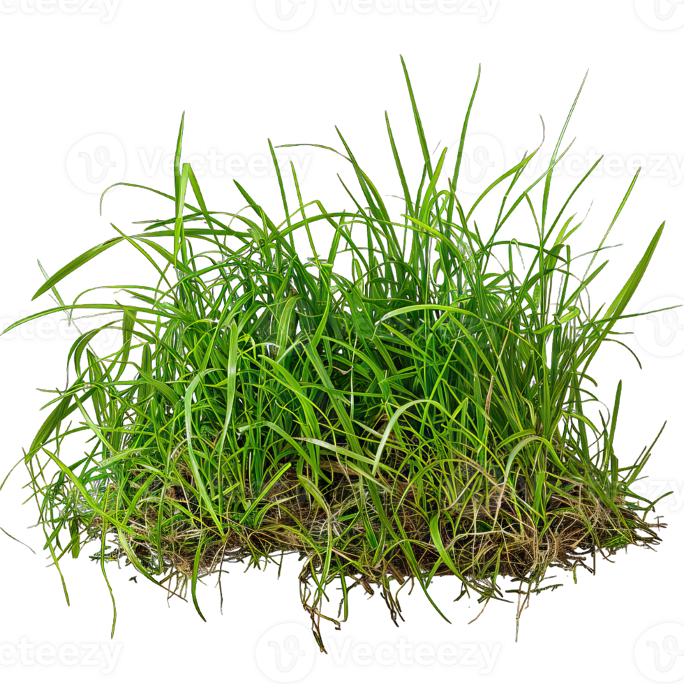 Green Grass isolated png