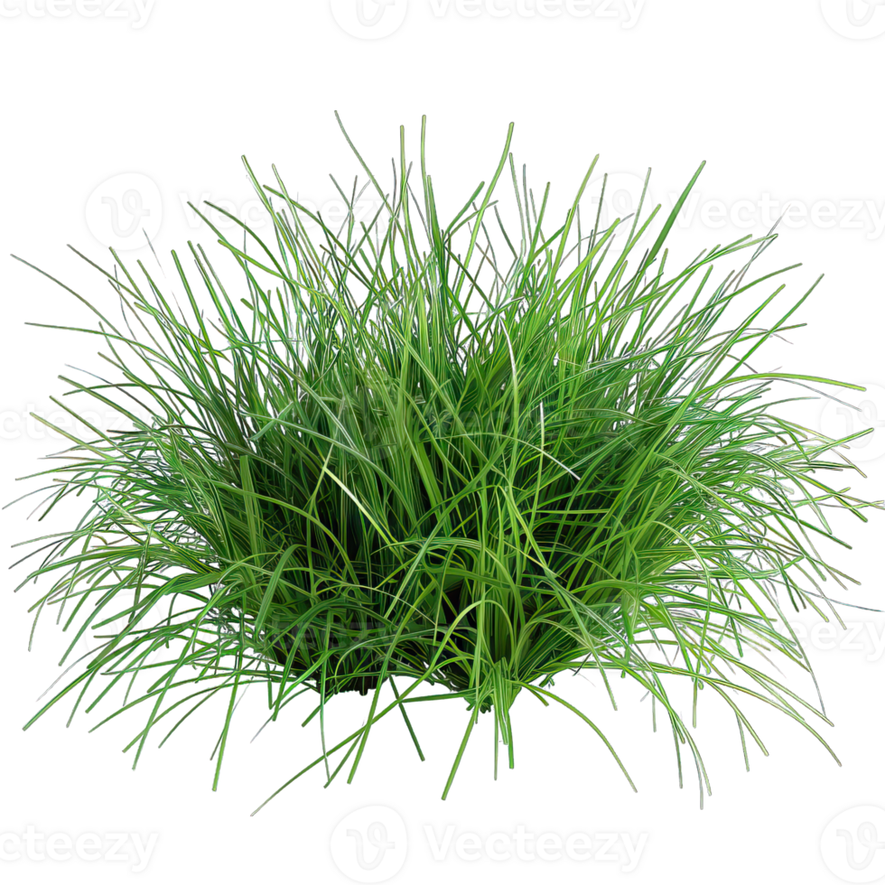 Green Grass isolated png
