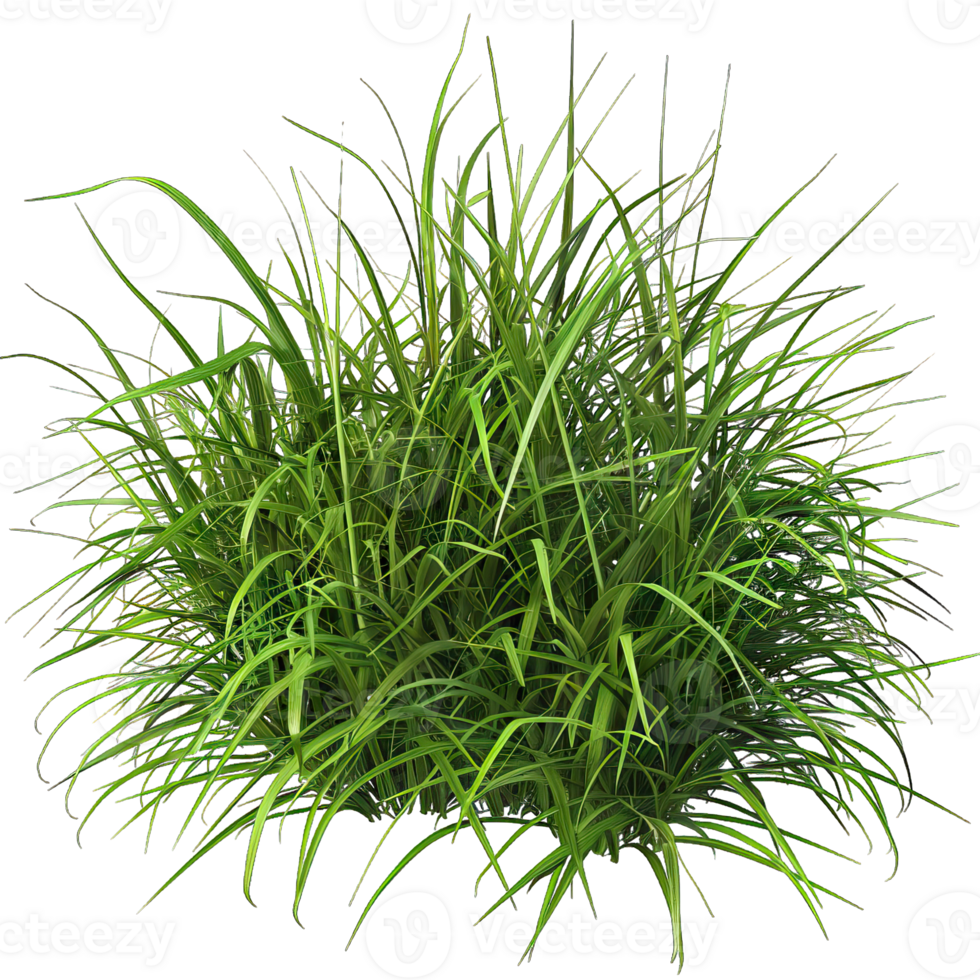 Green Grass isolated png