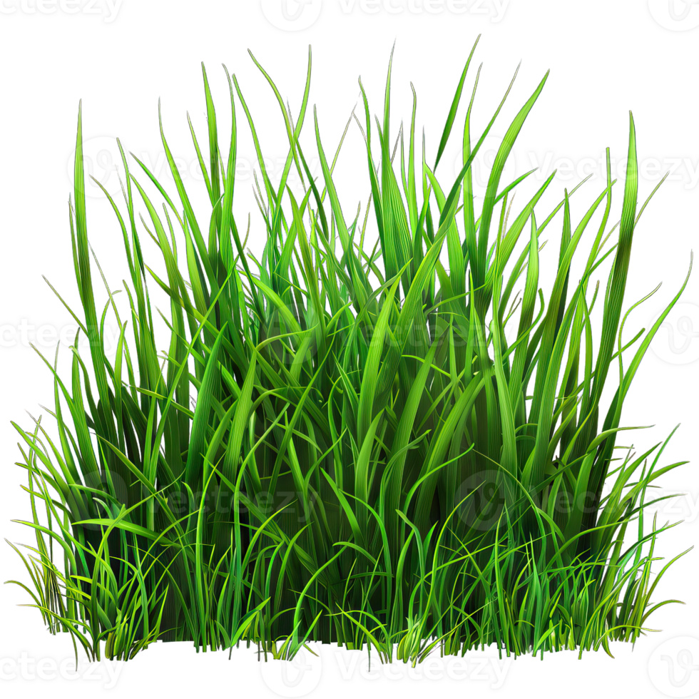 Green Grass isolated png