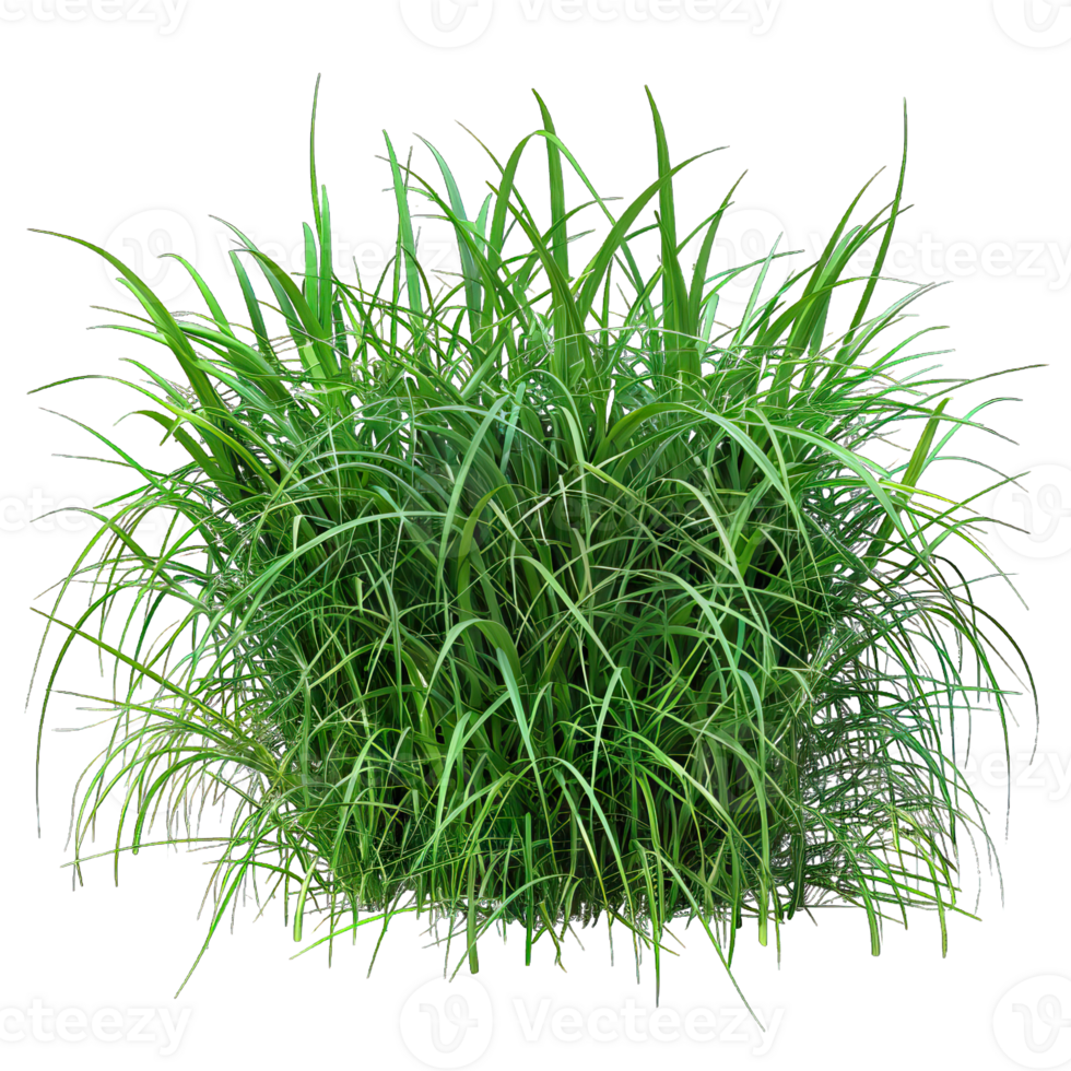 Green Grass isolated png