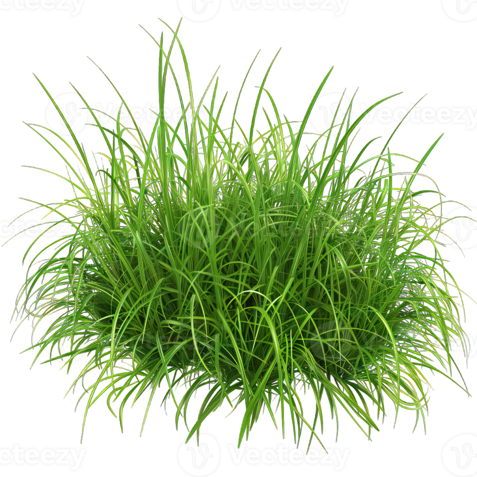 Green Grass isolated png