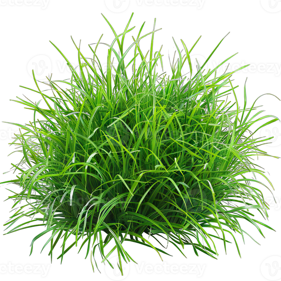 Green Grass isolated png