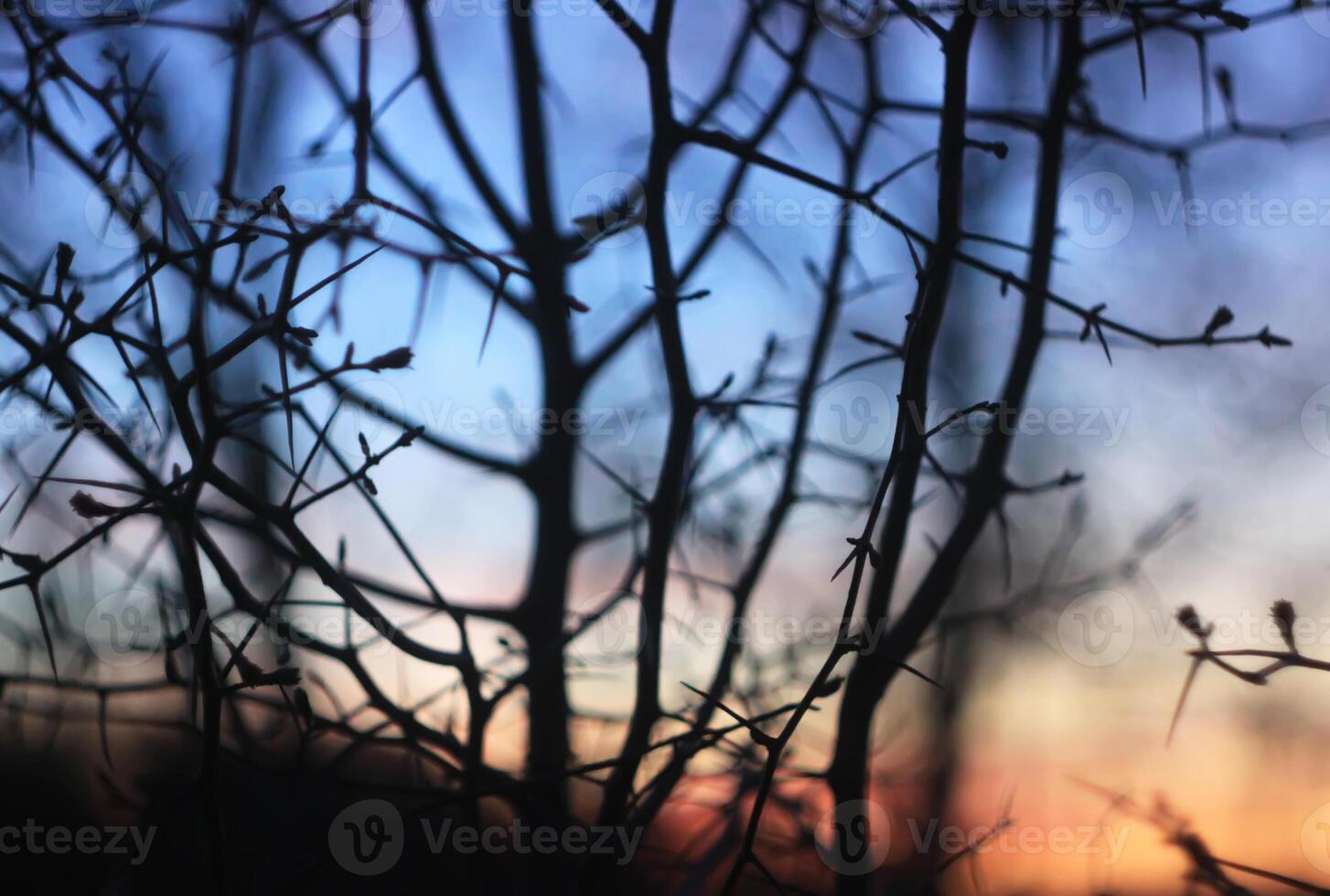 Silhouettes of branches of a tree in the dawn sun photo