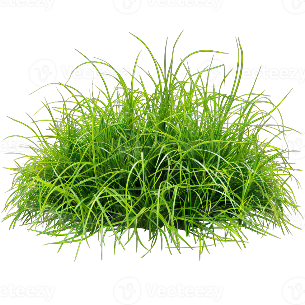 Green Grass isolated png