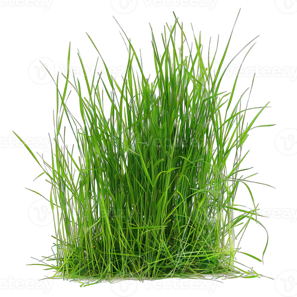 Green Grass isolated png