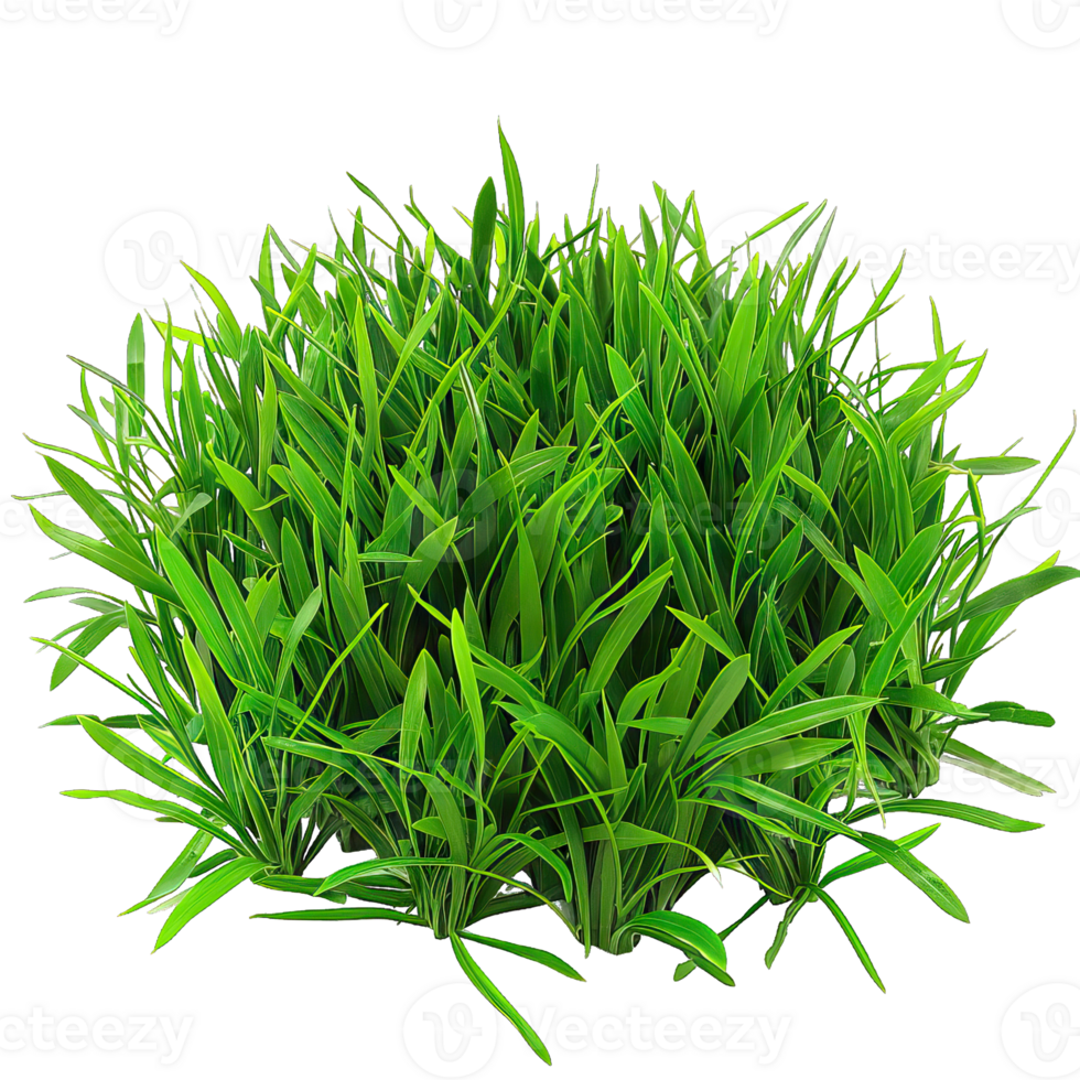 Green Grass isolated png
