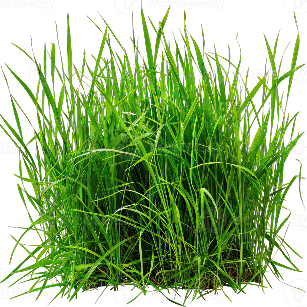 Green Grass isolated png