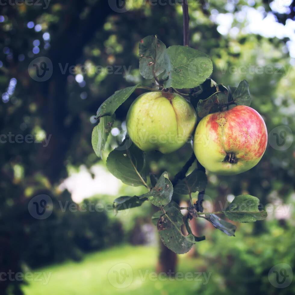 Red apples on a tree photo
