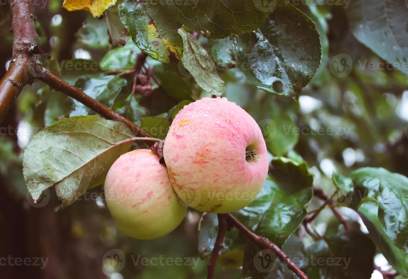 Ripe apples on a tree photo