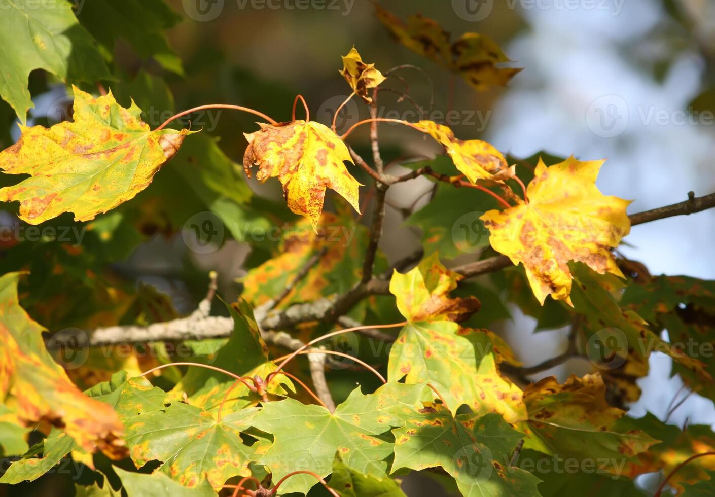 Yellow maple leaves on tree branches in the autumn forest. photo