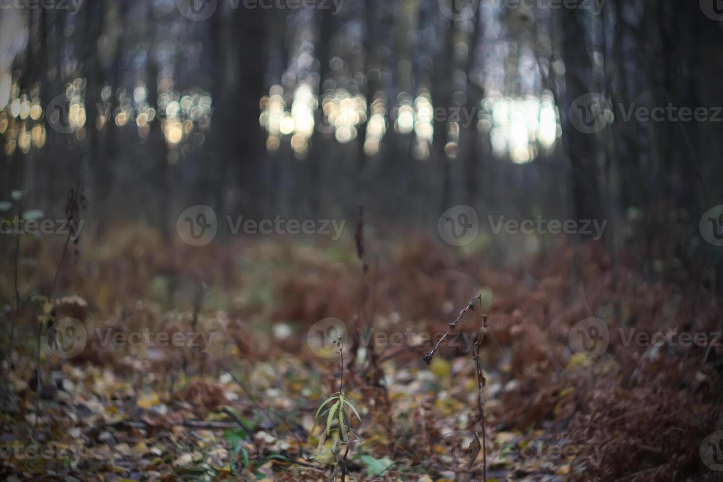 Autumn forest at evening photo