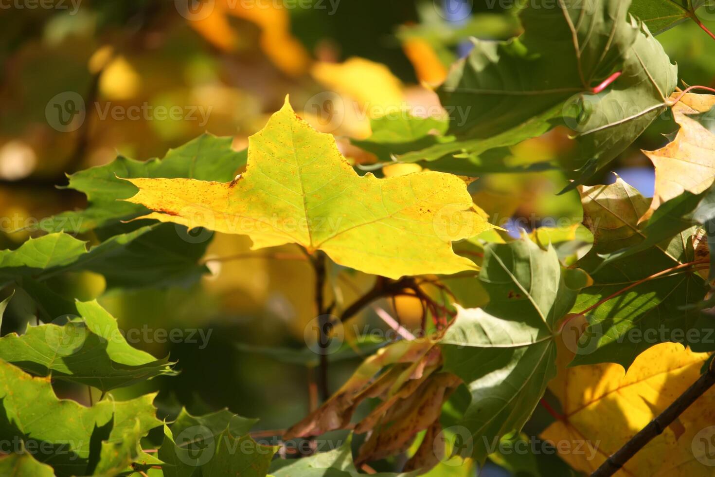Yellow maple leaves on tree branches in the autumn forest. photo