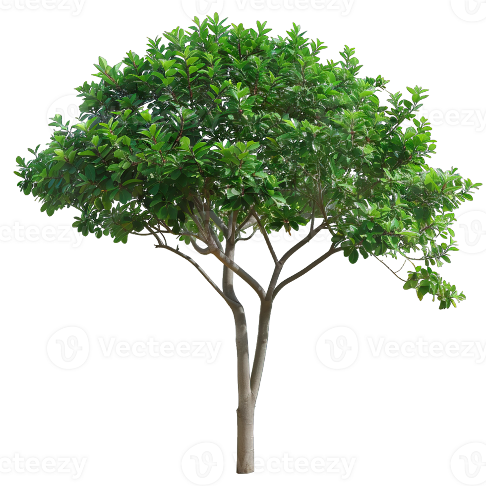 Isolated image of a tree png