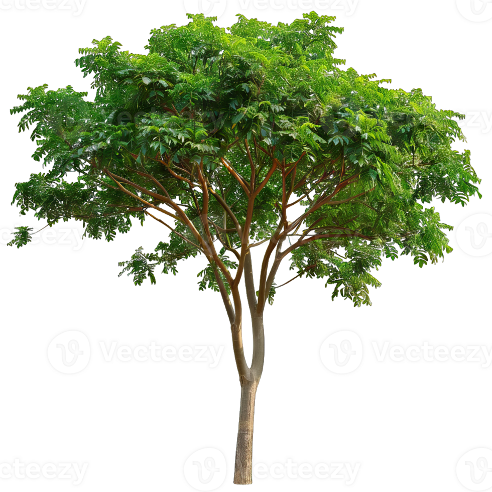 Isolated image of a tree png