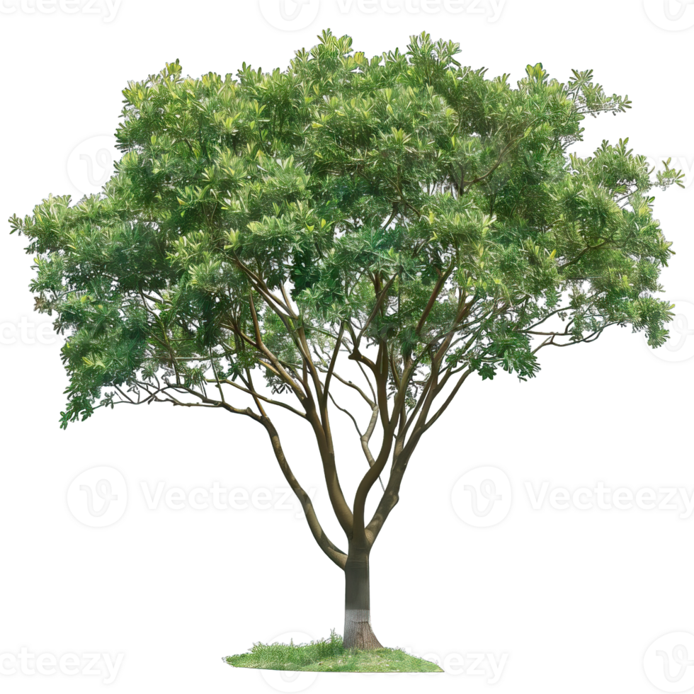 Isolated image of a tree png
