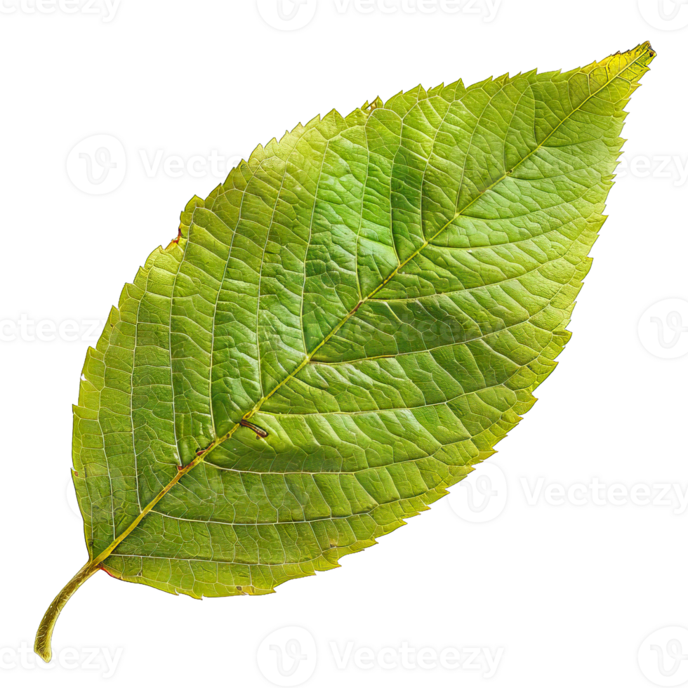 Isolated image of a leaf png