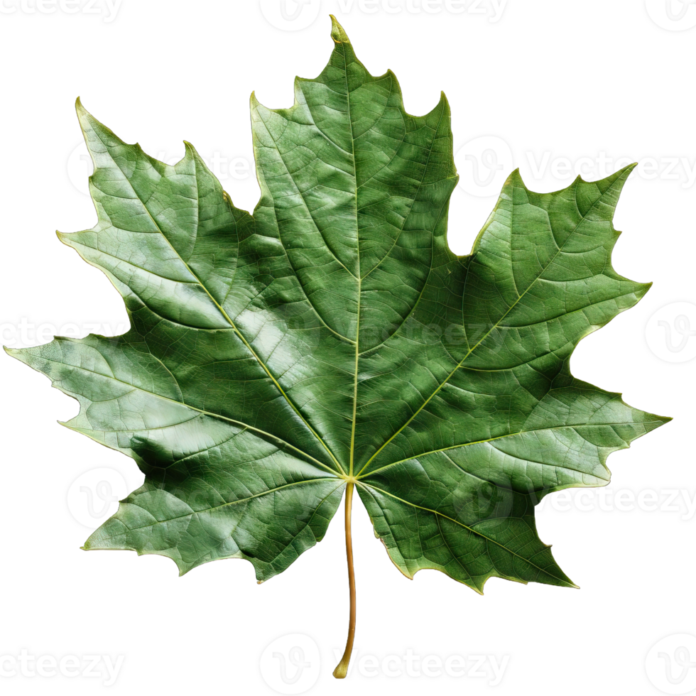 Isolated Image of a leaf png