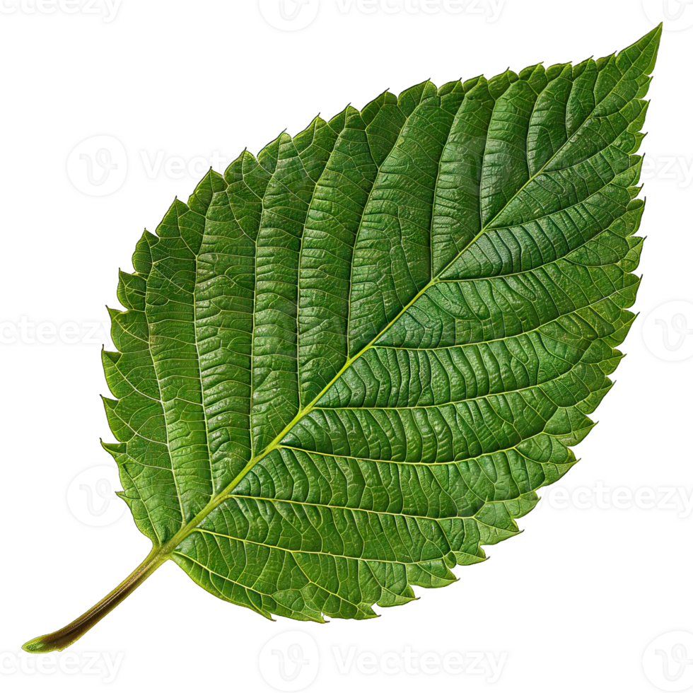 Isolated image of a leaf png