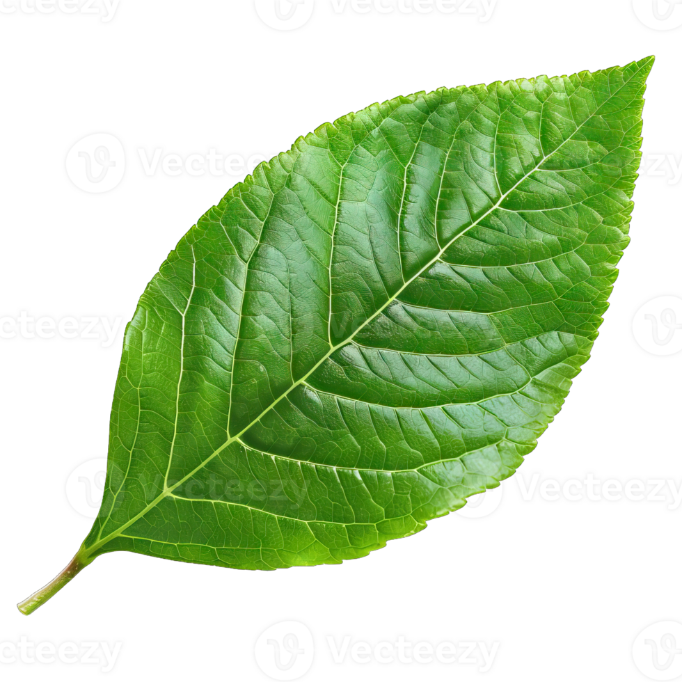 Isolated image of a leaf png
