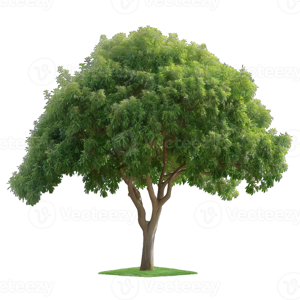 Isolated image of a tree png