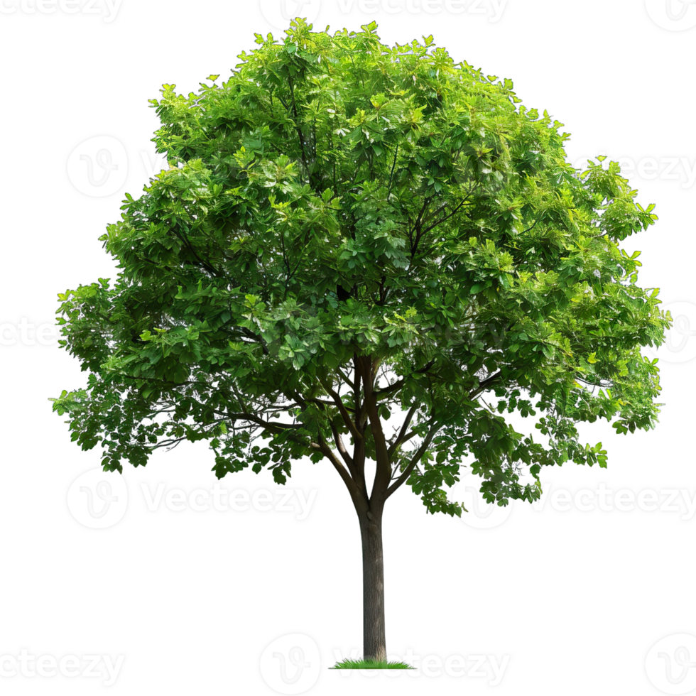 Isolated image of a tree png