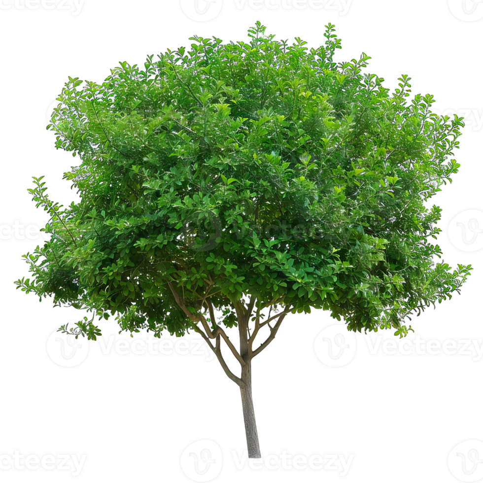 Isolated image of a tree png