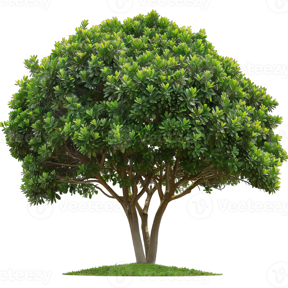 Isolated image of a tree png