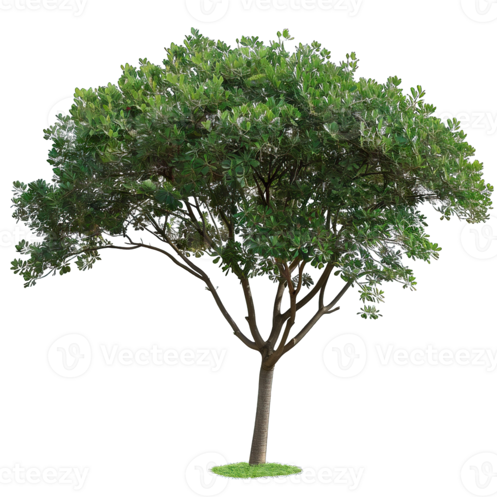 Isolated image of a tree png