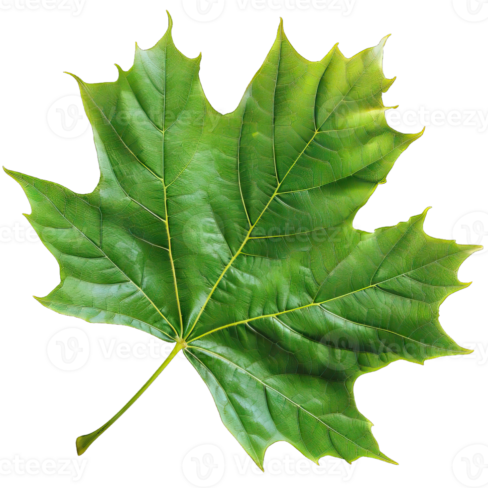 Isolated Image of a leaf png