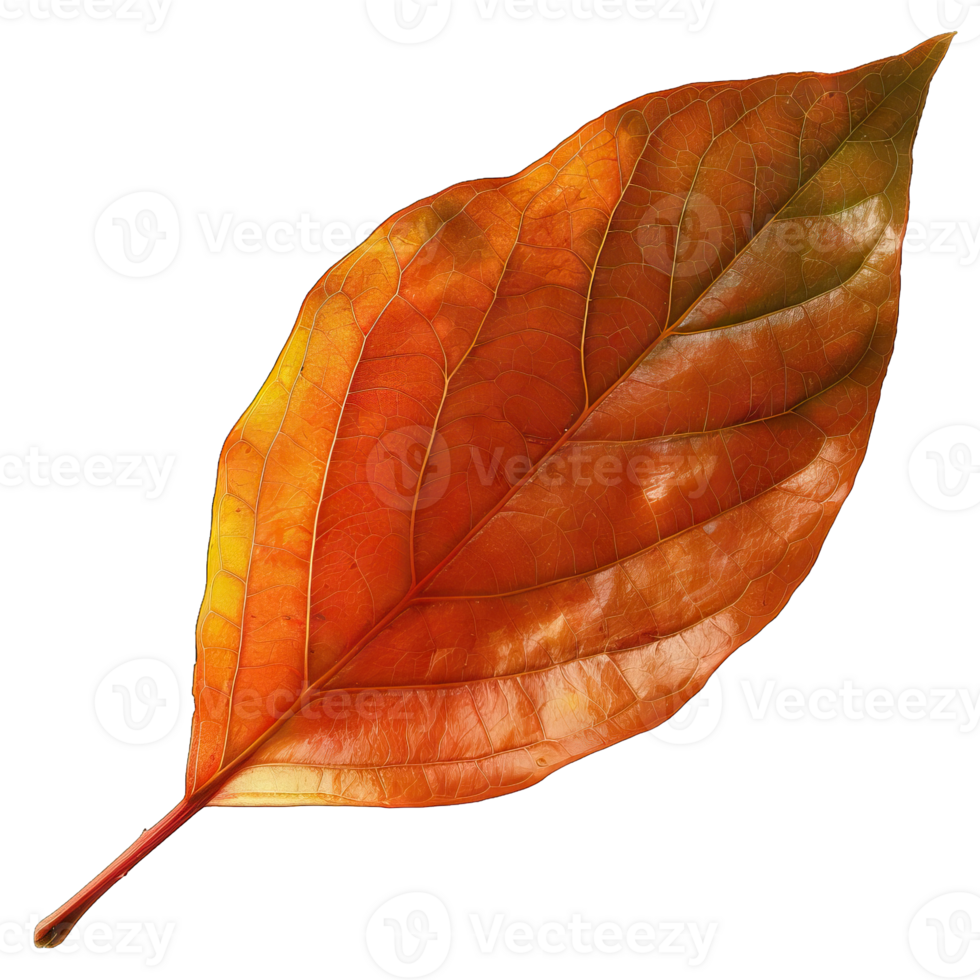 Isolated Image of a leaf png