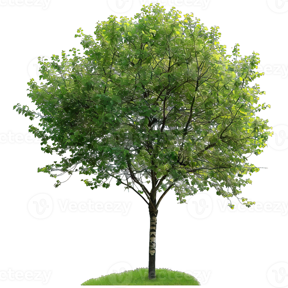 Isolated image of a tree png