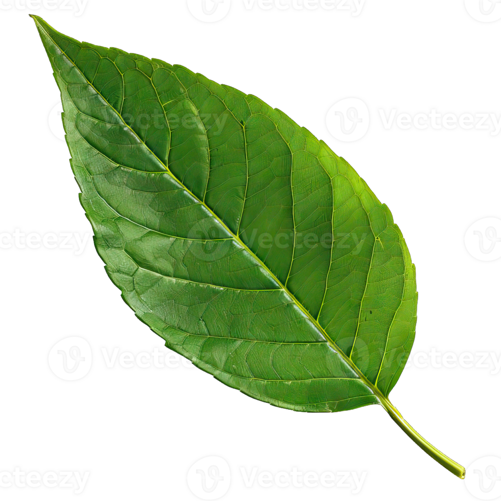 Isolated image of a leaf png