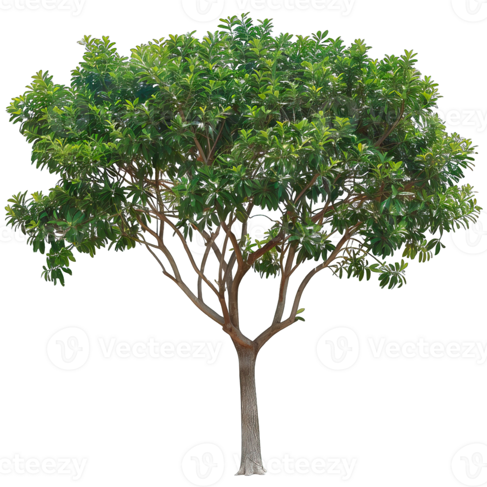 Isolated image of a tree png