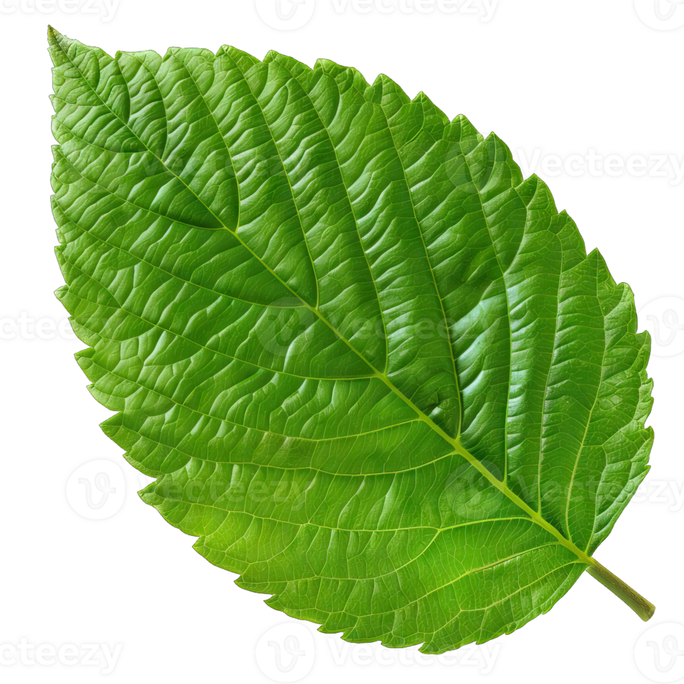 Isolated Image of a leaf png