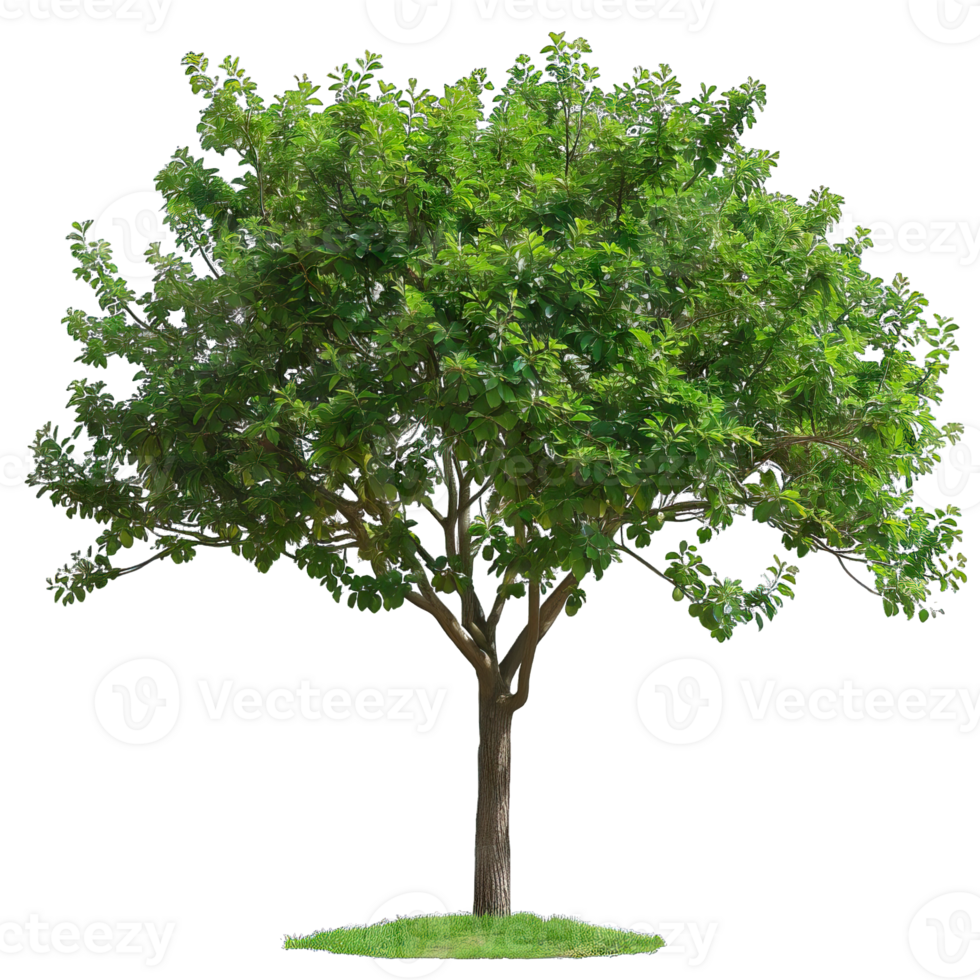 Isolated image of a tree png