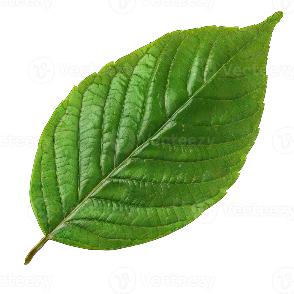 Isolated Image of a leaf png