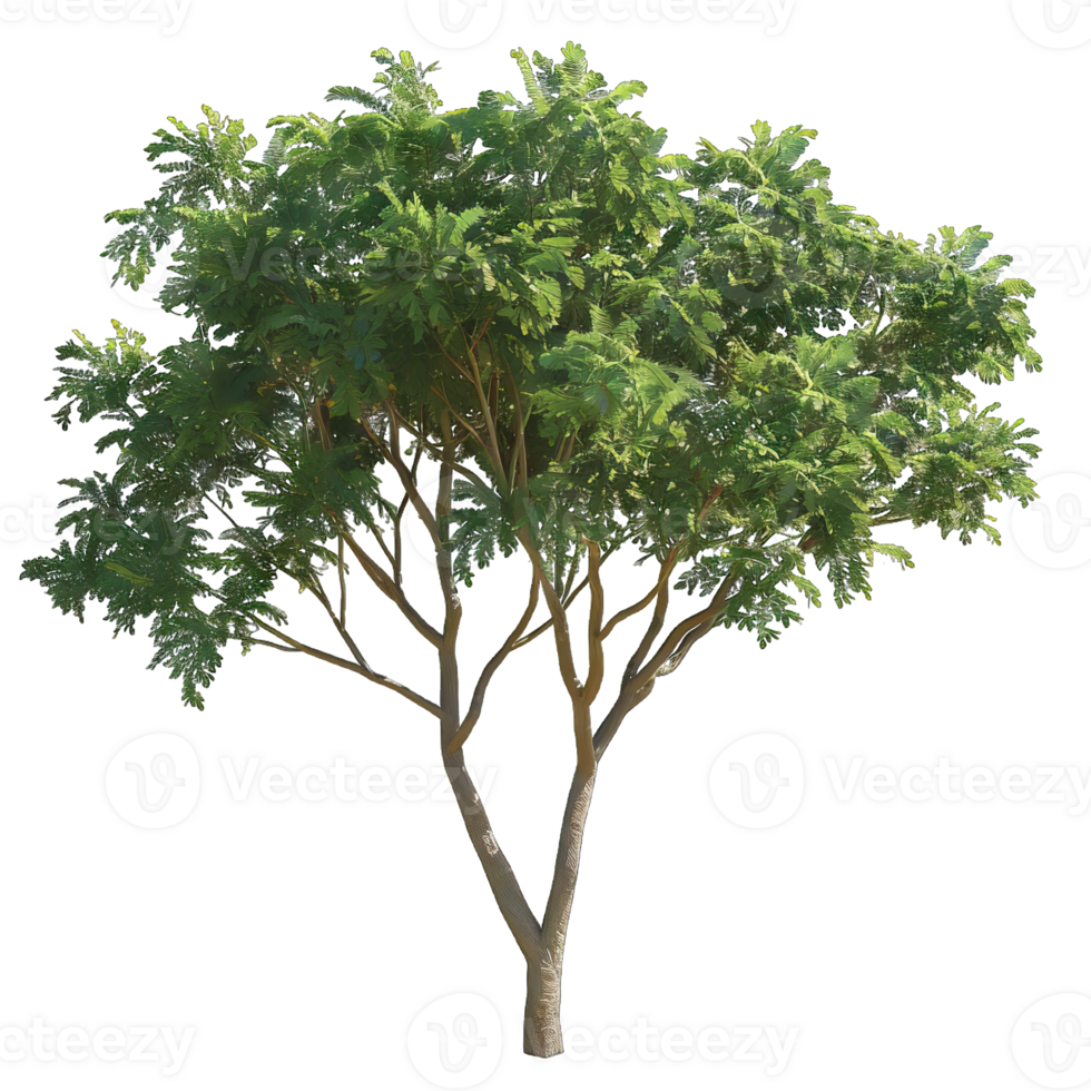 Isolated image of a tree png