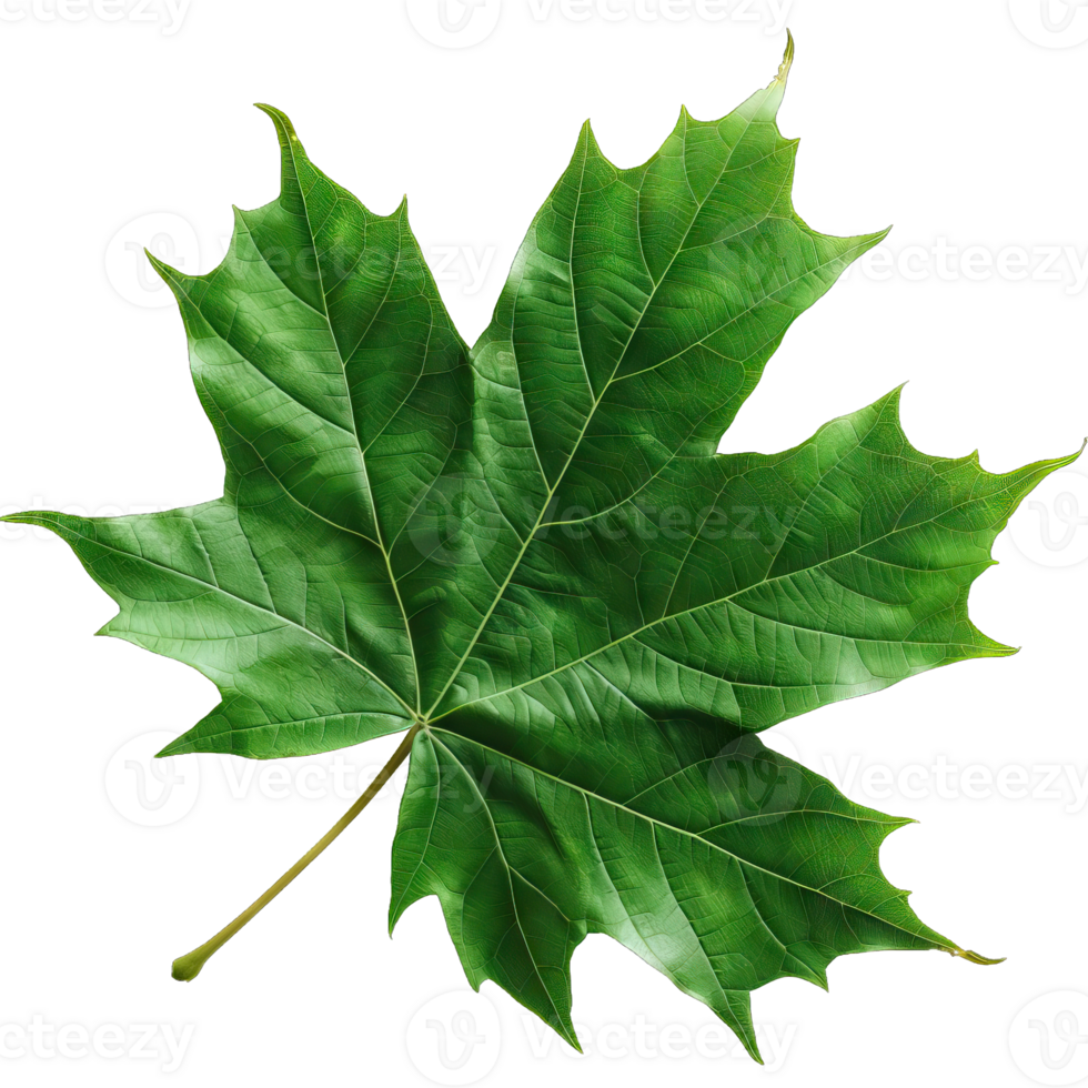 Isolated Image of a leaf png
