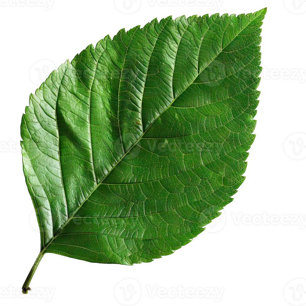 Isolated Image of a leaf png